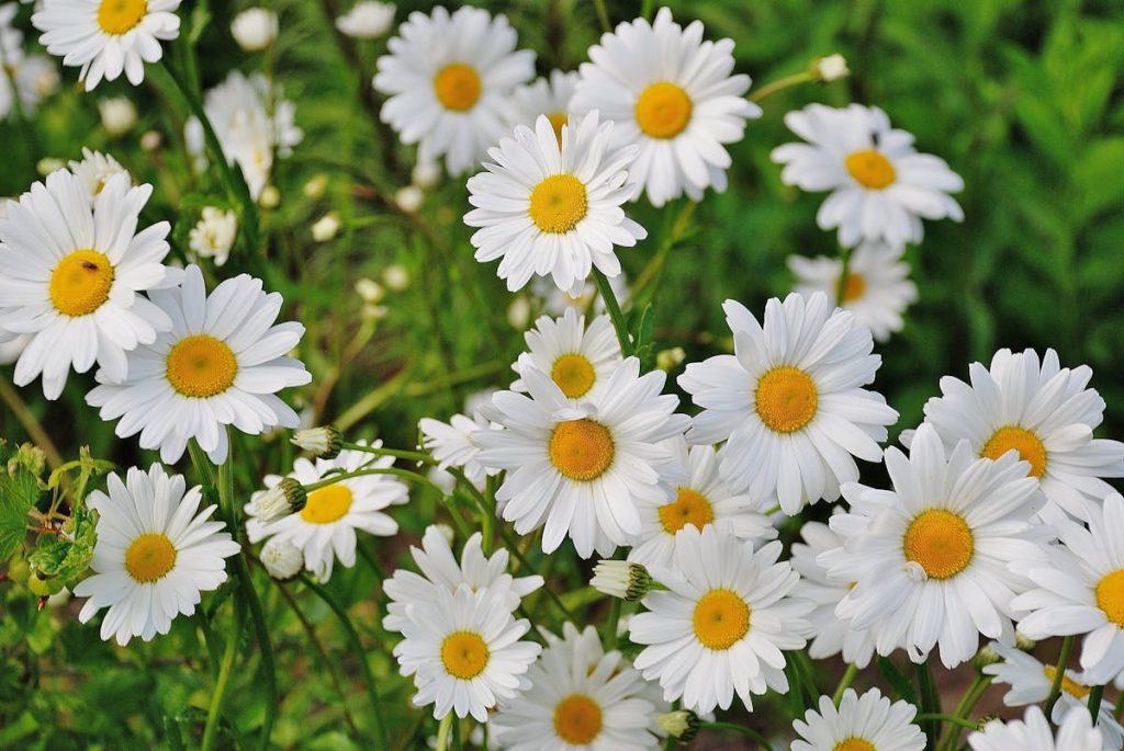 Sådan får du dine blomster til at blomstre hurtigere – og i længere tid