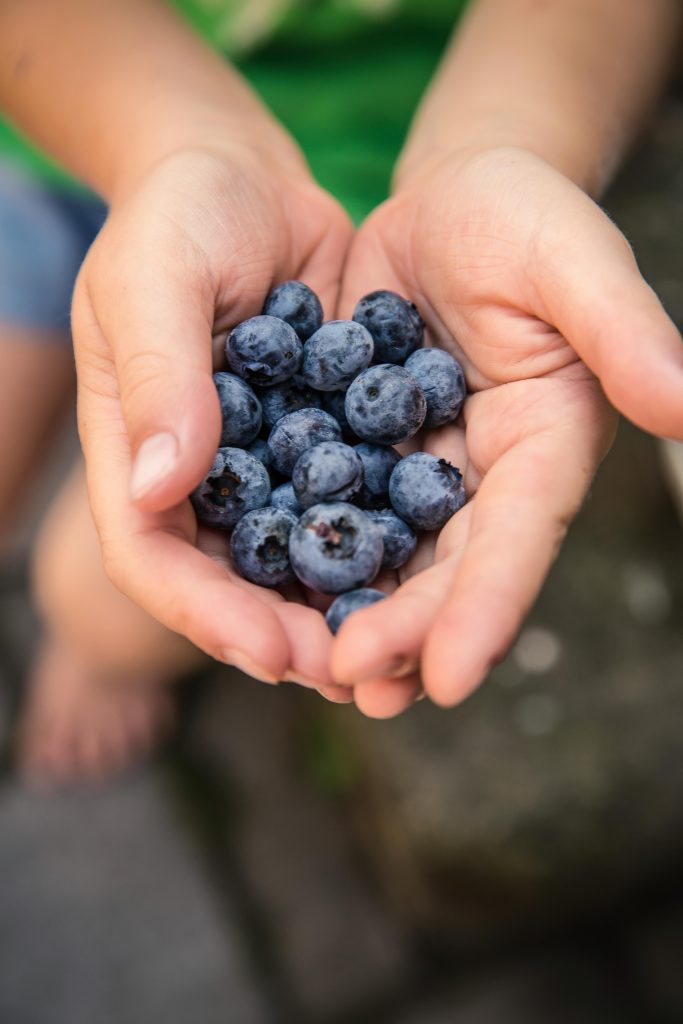 Sådan får du dine blåbærbuske til at bugne af bær – 3 eksperttips til en saftig høst 🫐🌿