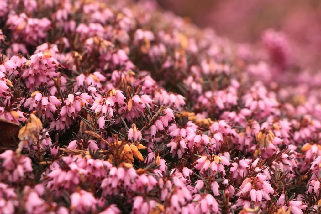 Skab din egen eventyrhave: Fairy gardens gør haver magiske
