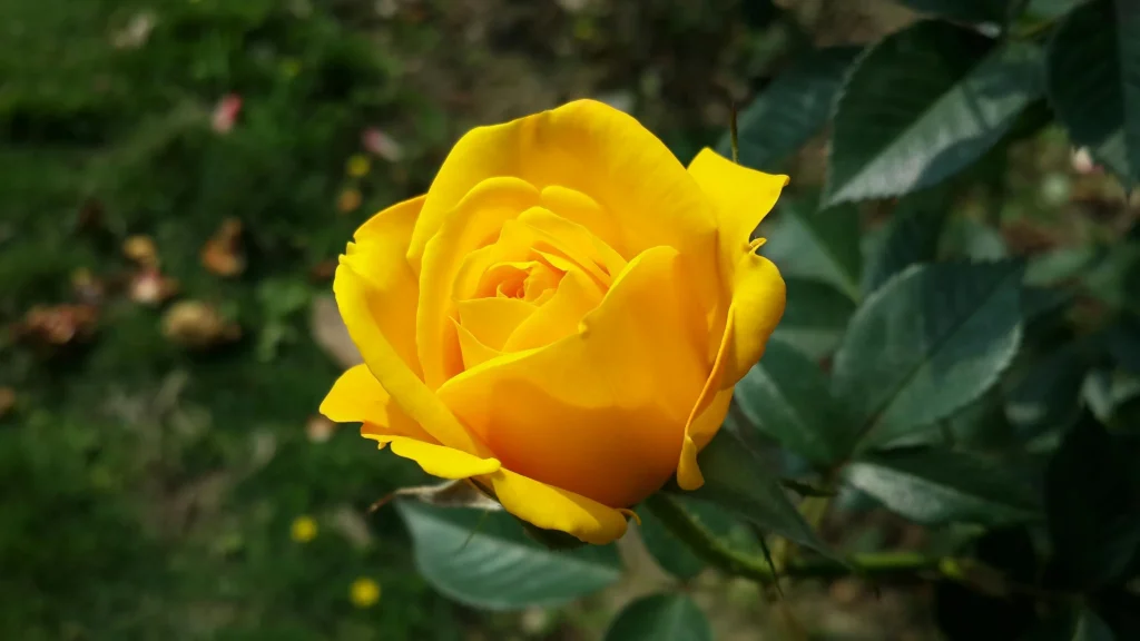 10 planter, du bør beskære nu for at sikre sommerens blomsterflor
