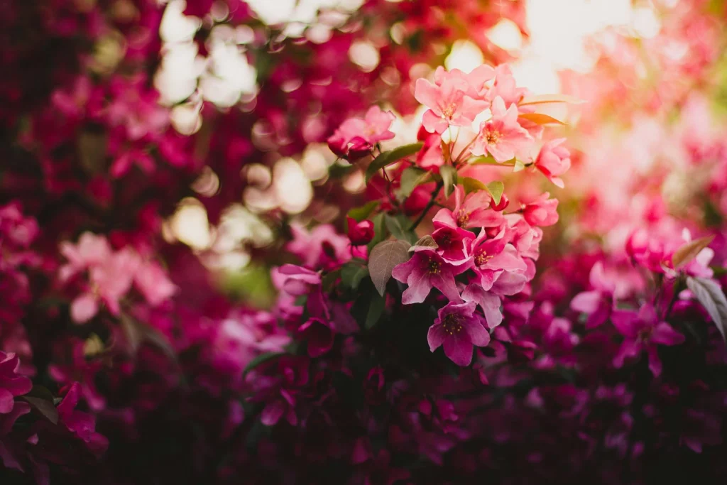 Få din have til at blomstre hele sommeren: Blomster der sikrer farve og liv