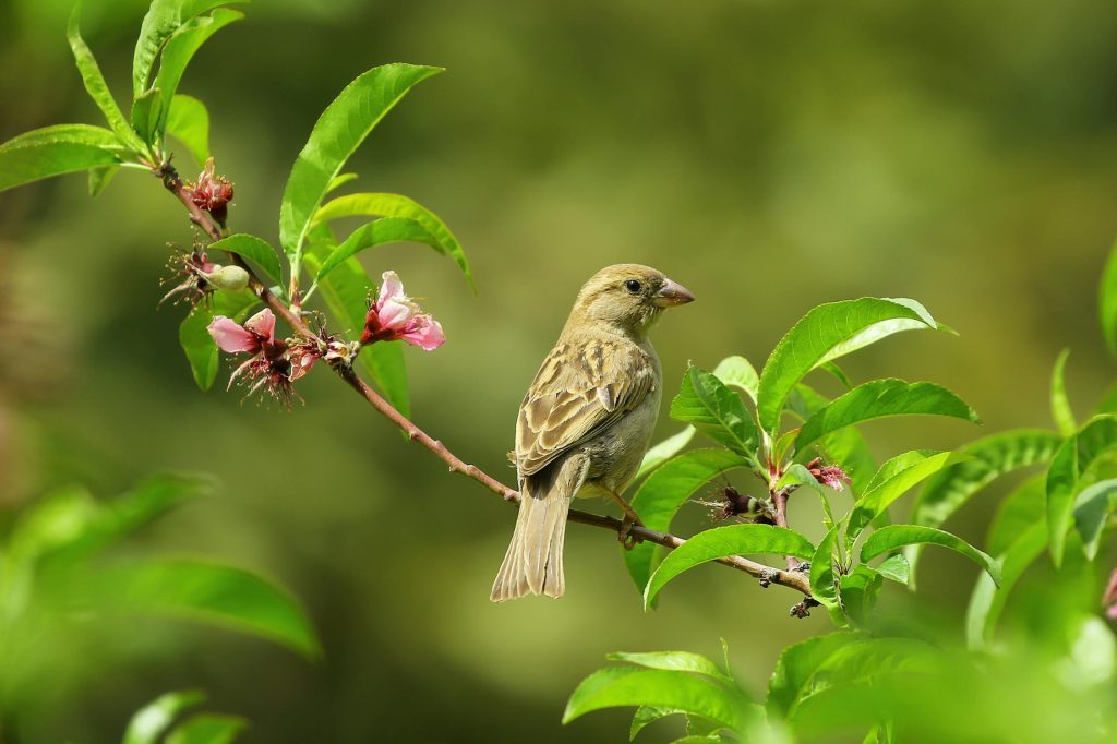 30 sommerblomster, der forvandler haven til en blomstrende oase