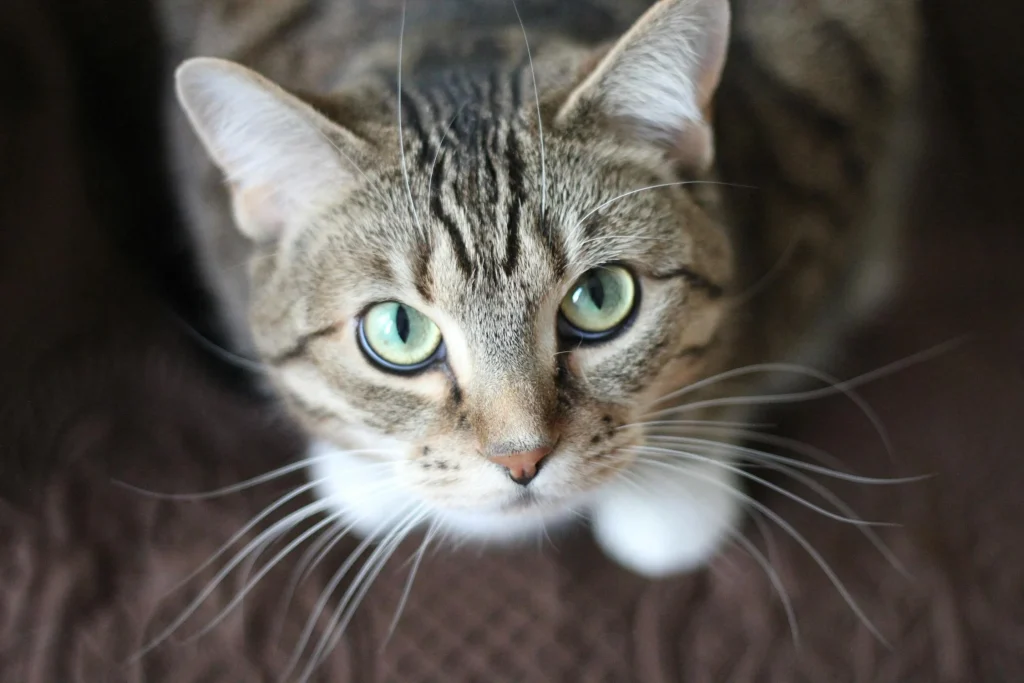 9 fascinerende fakta om katte – perfekt til dit hjem