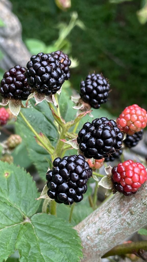 Derfor bør du ikke plante sorte og røde hindbær i samme bed