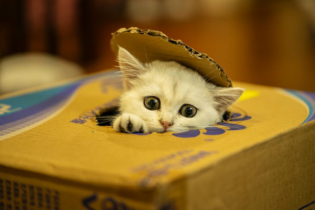 box