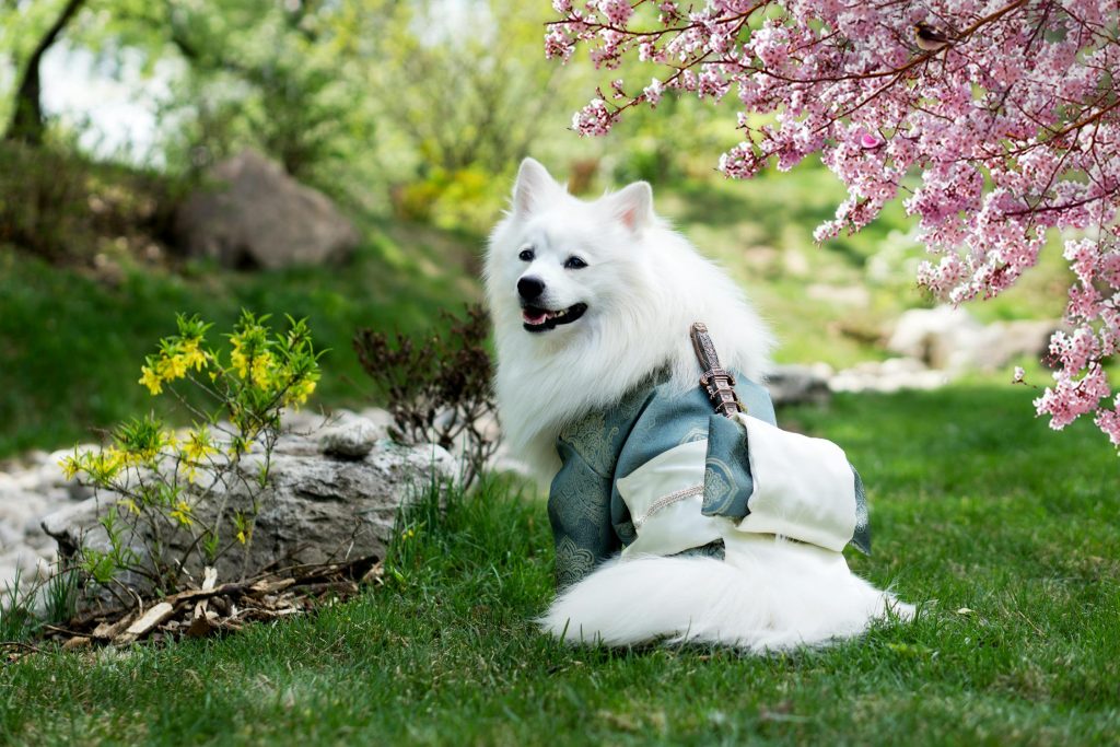 hund 1