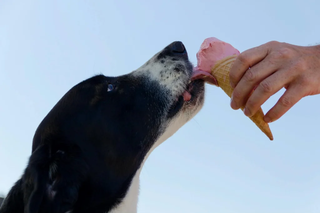 Pas på: Disse madvarer bør din hund aldrig få – og her er de sikre alternativer