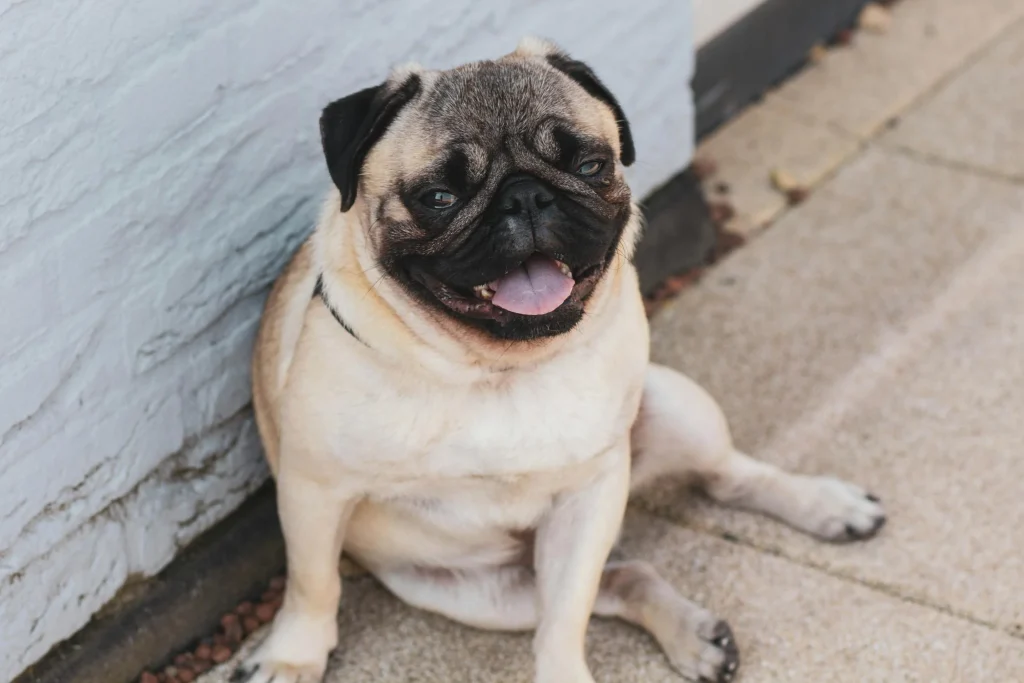 mops