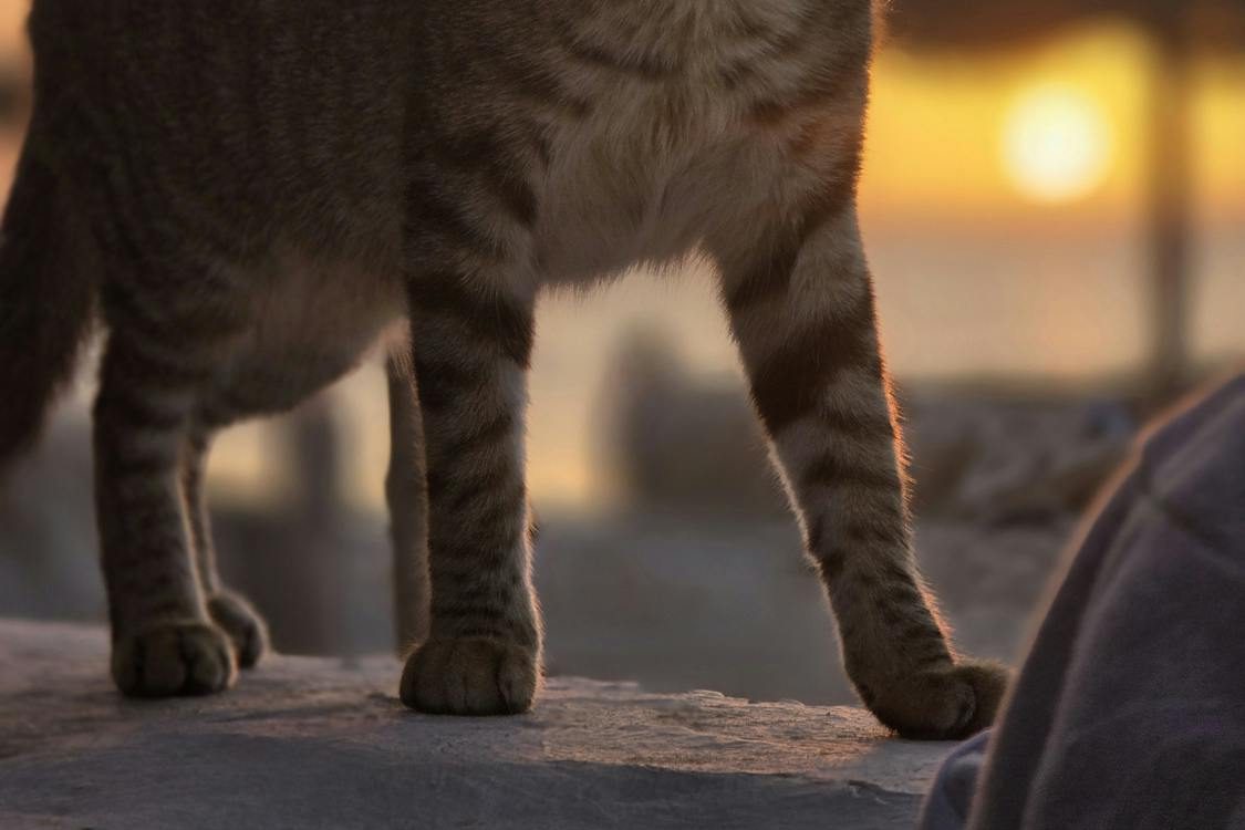 paws edited 1