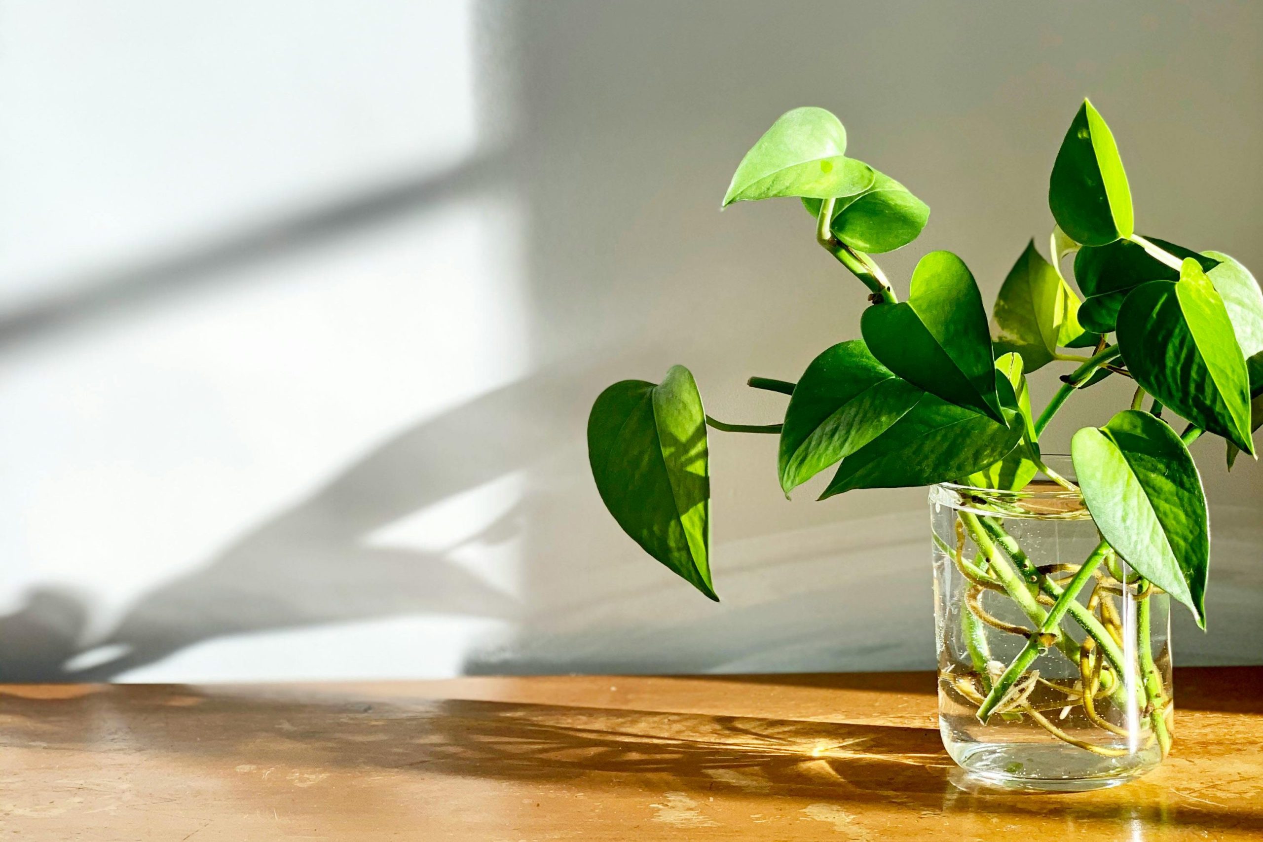 pexels plantsandgraphics 6909749 edited scaled