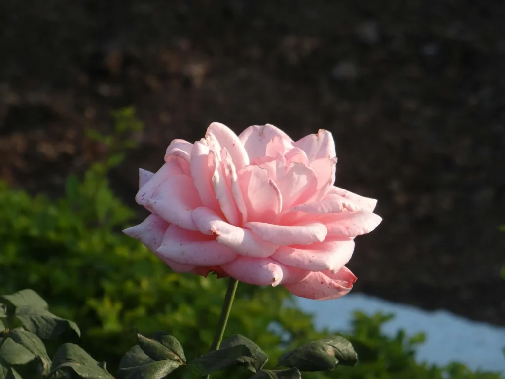Forvandel din have til et duftende paradis: 10 blomster der forkæler sanserne