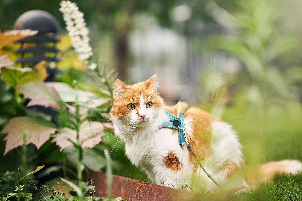 Når katten holder sommerferie