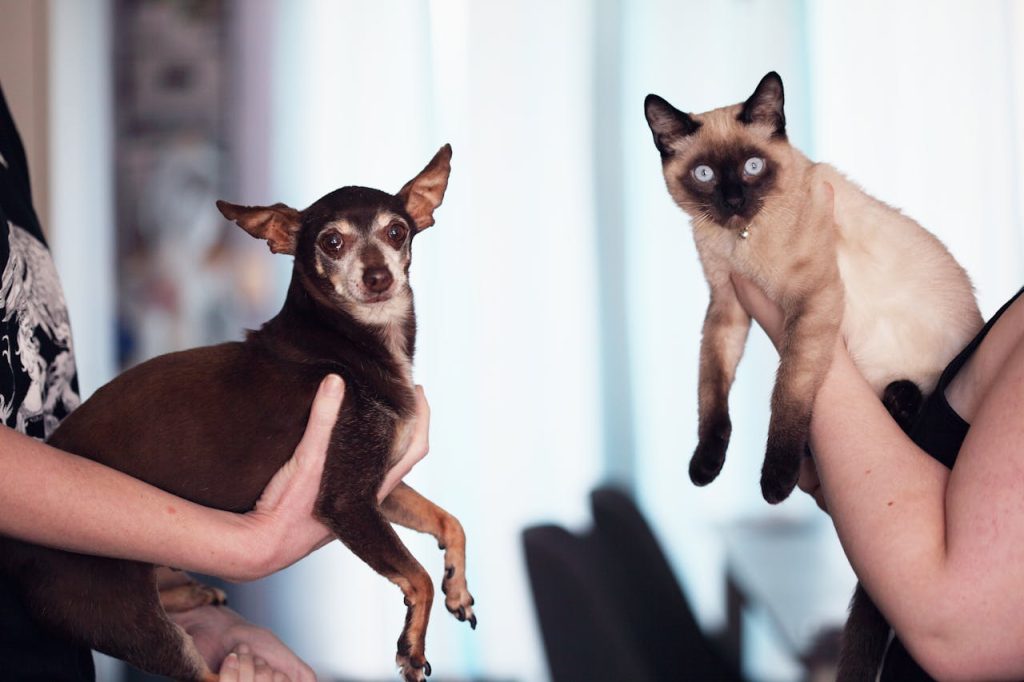 Hvem er klogest – hunden eller katten? Sådan svarer videnskaben
