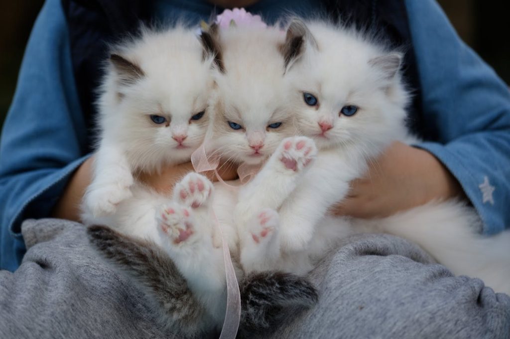 De fantastiske fordele ved at adoptere en kat