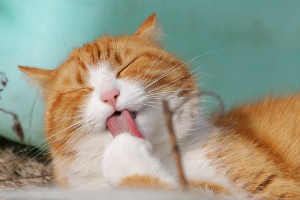 9 spændende fakta om katte 